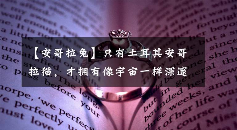 【安哥拉兔】只有土耳其安哥拉猫，才拥有像宇宙一样深邃的眼睛﻿