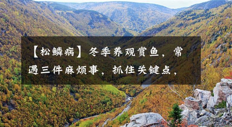 【松鳞病】冬季养观赏鱼,常遇三件麻烦事,抓住关键点,一招搞定