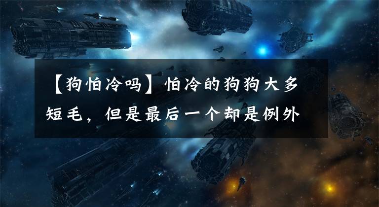 【狗怕冷吗】怕冷的狗狗大多短毛，但是最后一个却是例外