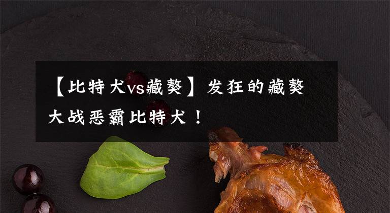 【比特犬vs藏獒】发狂的藏獒大战恶霸比特犬!