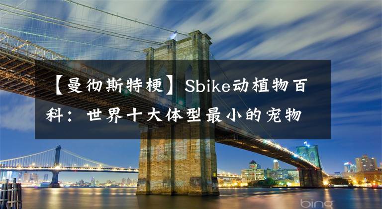 【曼彻斯特梗】Sbike动植物百科：世界十大体型最小的宠物狗品种排行