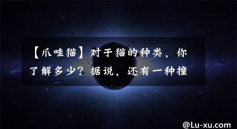 【爪哇猫】对于猫的种类，你了解多少？据说，还有一种撞脸明星哦~