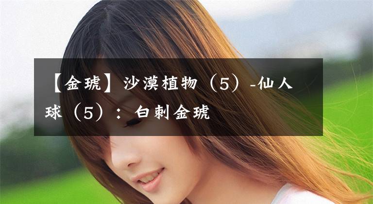 【金琥】沙漠植物(5)-仙人球(5):白刺金琥