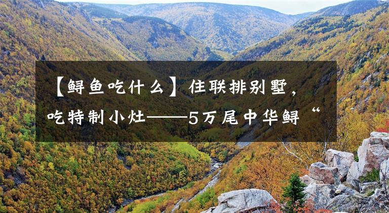 【鲟鱼吃什么】住联排别墅，吃特制小灶——5万尾中华鲟“优生”记