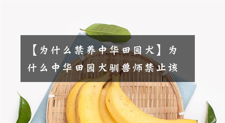 【为什么禁养中华田园犬】为什么中华田园犬驯兽师禁止该品种的基因不稳定?