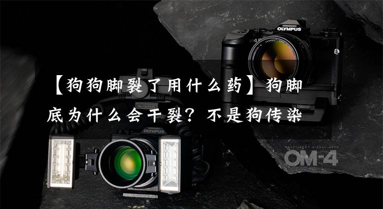 【狗狗脚裂了用什么药】狗脚底为什么会干裂?不是狗传染病吗?