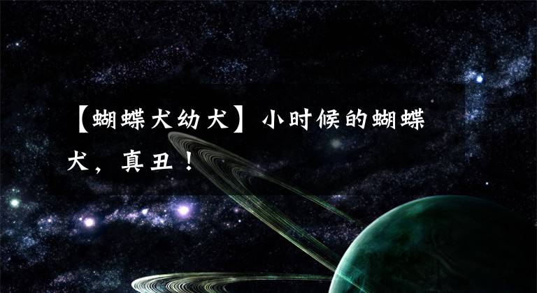 【蝴蝶犬幼犬】小时候的蝴蝶犬，真丑！