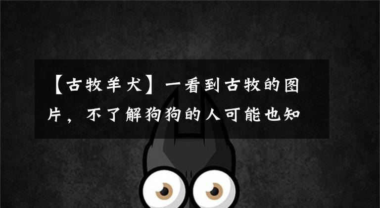 【古牧羊犬】一看到古牧的图片，不了解狗狗的人可能也知道它