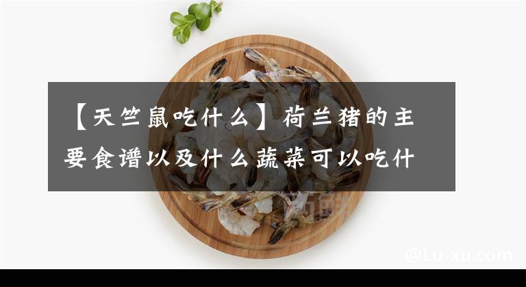 【天竺鼠吃什么】荷兰猪的主要食谱以及什么蔬菜可以吃什么蔬菜不可以吃