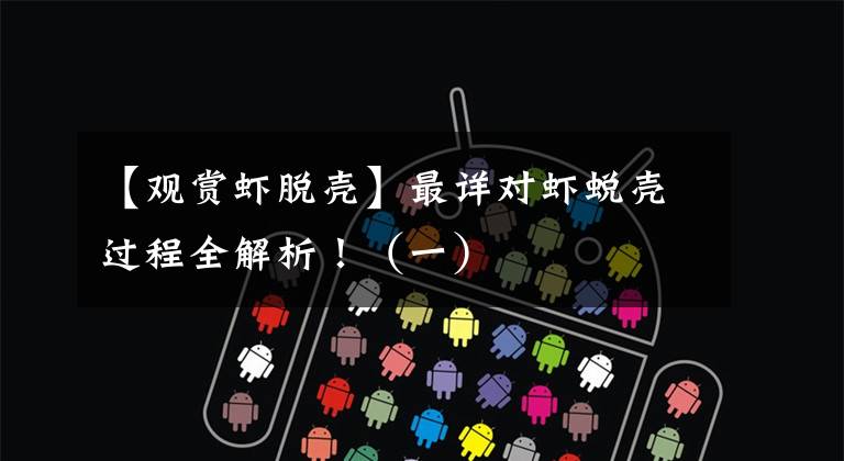 【观赏虾脱壳】最详对虾蜕壳过程全解析！（一）