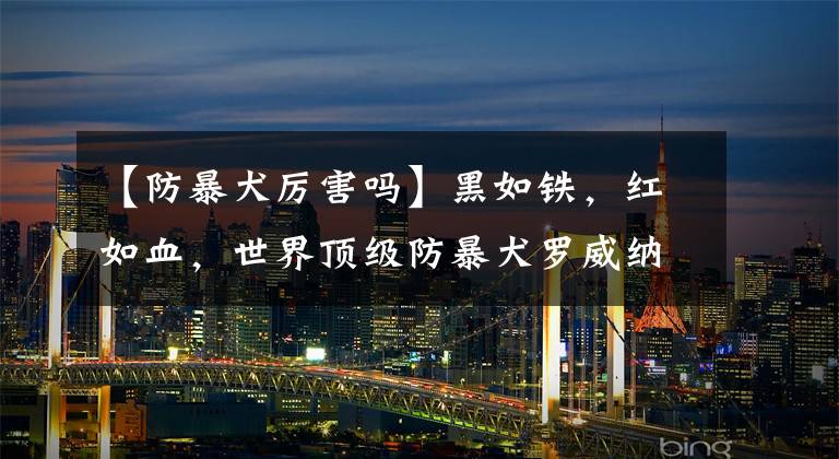 【防暴犬厉害吗】黑如铁,红如血,世界顶级防暴犬罗威纳