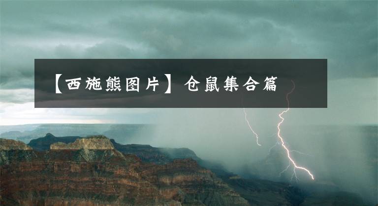 【西施熊图片】仓鼠集合篇