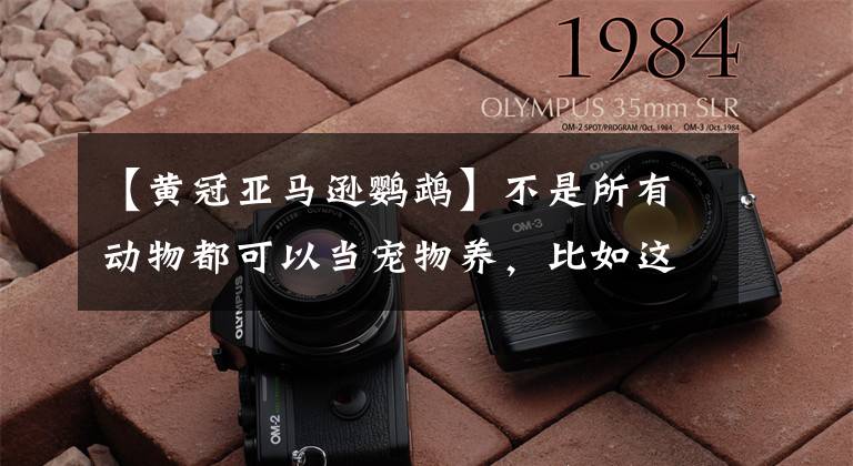 【黄冠亚马逊鹦鹉】不是所有动物都可以当宠物养，比如这种特别的乌龟就千万别养