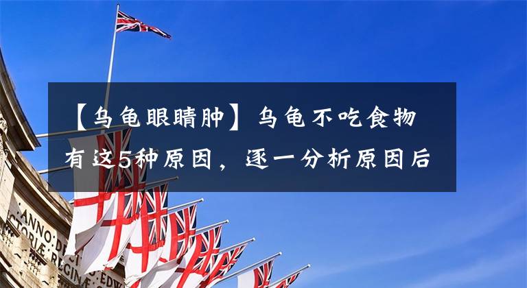 【乌龟眼睛肿】乌龟不吃食物有这5种原因,逐一分析原因后,才能更好地解决问题