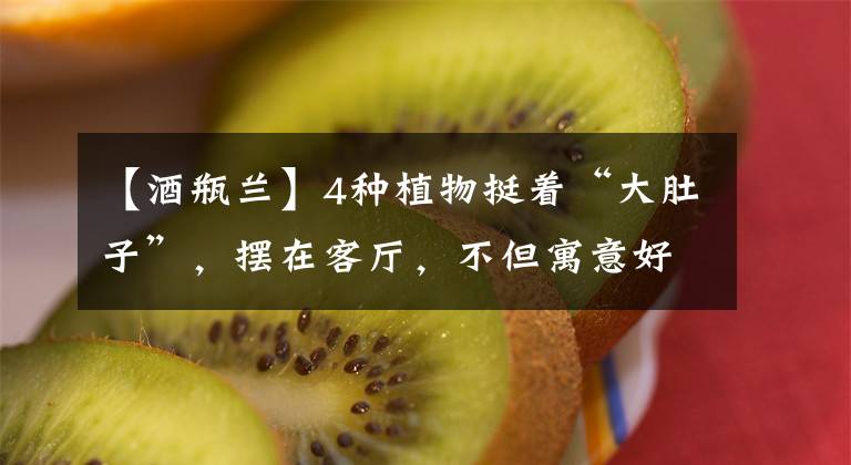 【酒瓶兰】4种植物挺着“大肚子”，摆在客厅，不但寓意好，而且耐旱好养