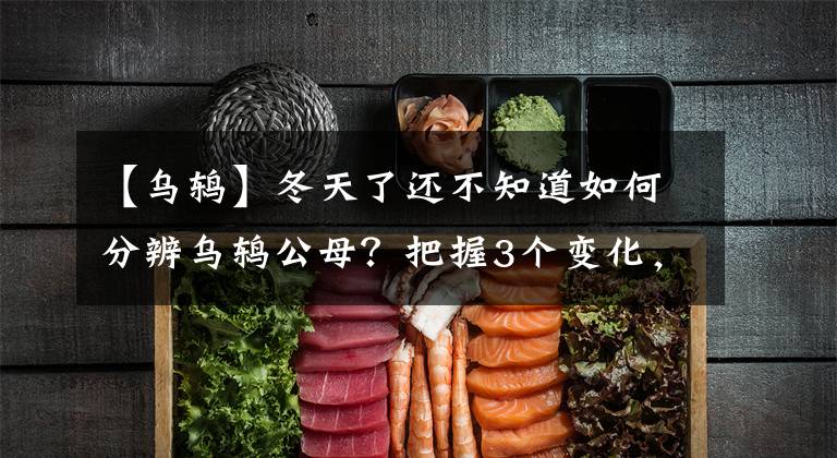 【乌鸫】冬天了还不知道如何分辨乌鸫公母?把握3个变化,准确区分雌雄鸟