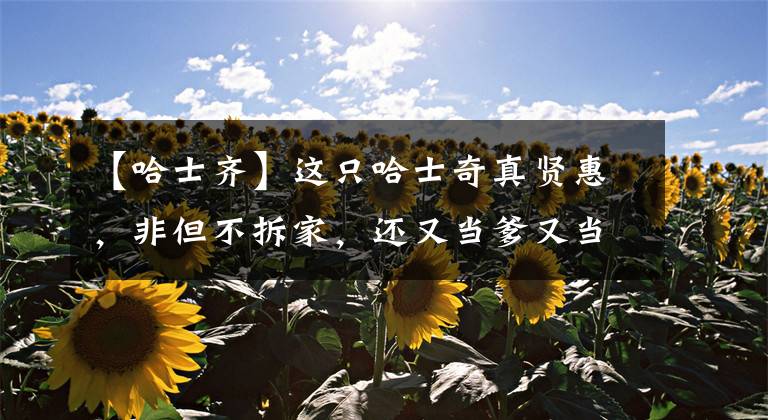 【哈士齐】这只哈士奇真贤惠，非但不拆家，还又当爹又当妈地照顾奶猫娃娃