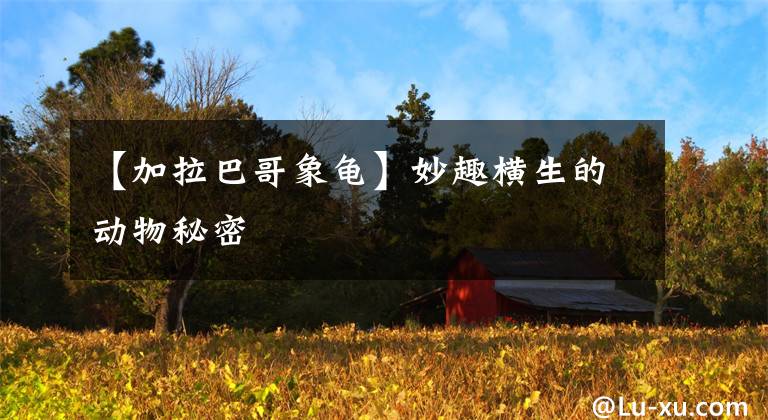 【加拉巴哥象龟】妙趣横生的动物秘密