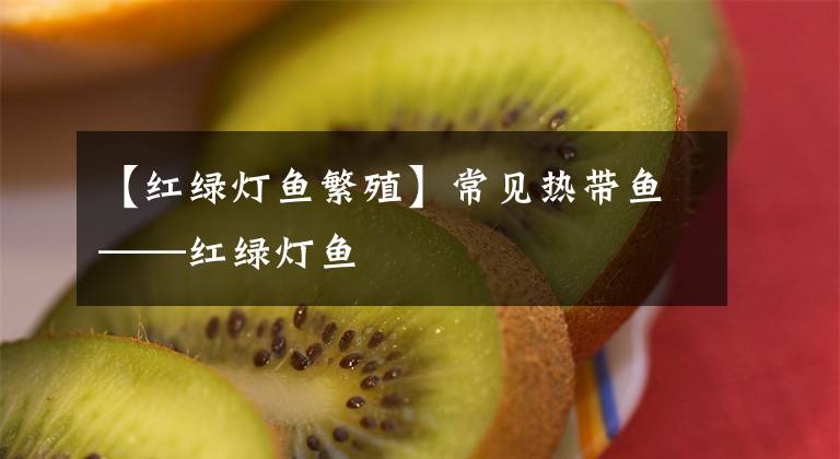 【红绿灯鱼繁殖】常见热带鱼——红绿灯鱼