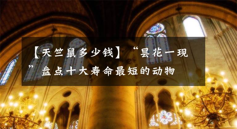 【天竺鼠多少钱】“昙花一现”盘点十大寿命最短的动物