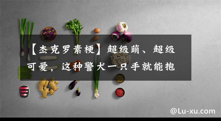 【杰克罗素梗】超级萌、超级可爱，这种警犬一只手就能抱起来