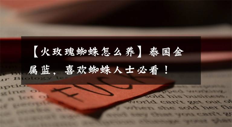 【火玫瑰蜘蛛怎么养】泰国金属蓝,喜欢蜘蛛人士必看!