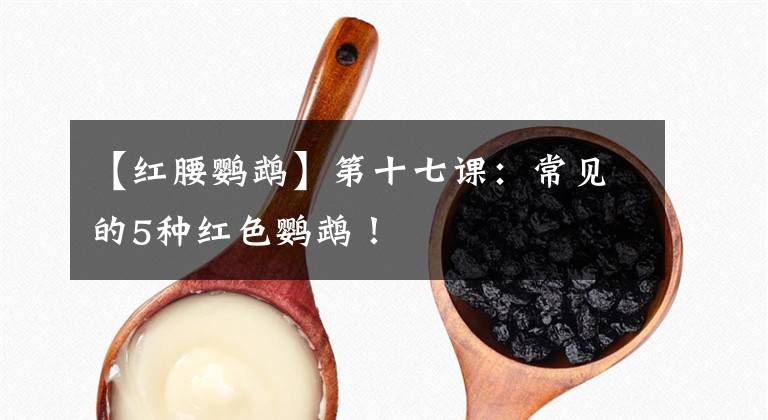 【红腰鹦鹉】第十七课：常见的5种红色鹦鹉！