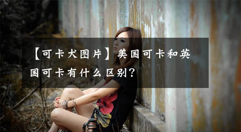 【可卡犬图片】美国可卡和英国可卡有什么区别?