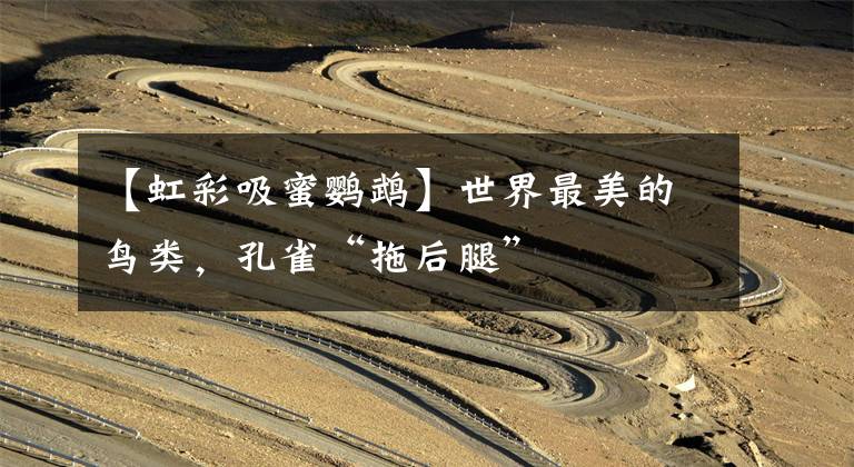 【虹彩吸蜜鹦鹉】世界最美的鸟类，孔雀“拖后腿”