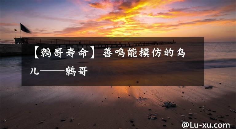 【鹩哥寿命】善鸣能模仿的鸟儿——鹩哥