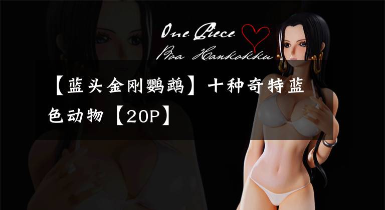 【蓝头金刚鹦鹉】十种奇特蓝色动物【20P】