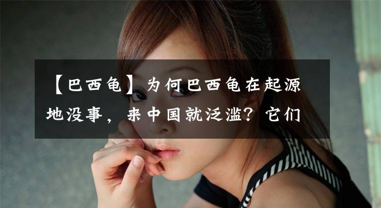 【巴西龟】为何巴西龟在起源地没事,来中国就泛滥?它们做了人类曾做过的事