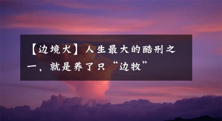 【边境犬】人生最大的酷刑之一，就是养了只“边牧”