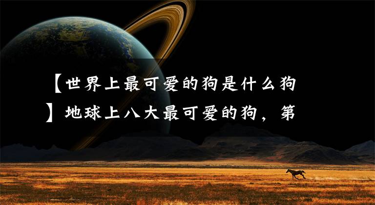 【世界上最可爱的狗是什么狗】地球上八大最可爱的狗，第一名的价格高达数万韩元，第三名简直是萌萌哒！