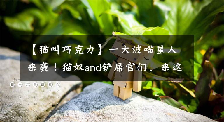 【猫叫巧克力】一大波喵星人来袭!猫奴and铲屎官们,来这里找找你的专属应用
