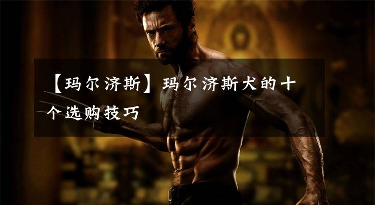 【玛尔济斯】玛尔济斯犬的十个选购技巧