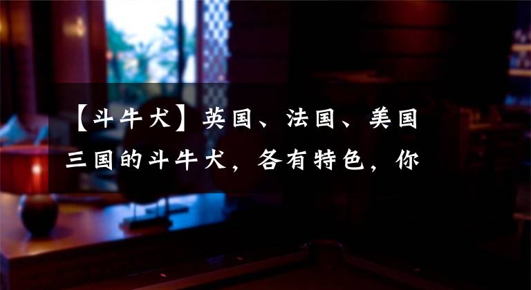 【斗牛犬】英国、法国、美国三国的斗牛犬,各有特色,你最喜欢哪种?