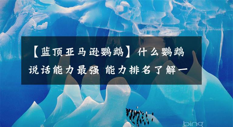 【蓝顶亚马逊鹦鹉】什么鹦鹉说话能力最强 能力排名了解一下