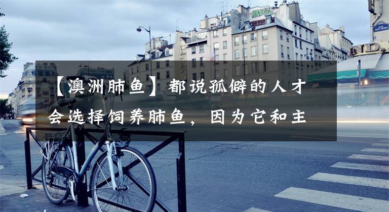 【澳洲肺鱼】都说孤僻的人才会选择饲养肺鱼，因为它和主人性格一样