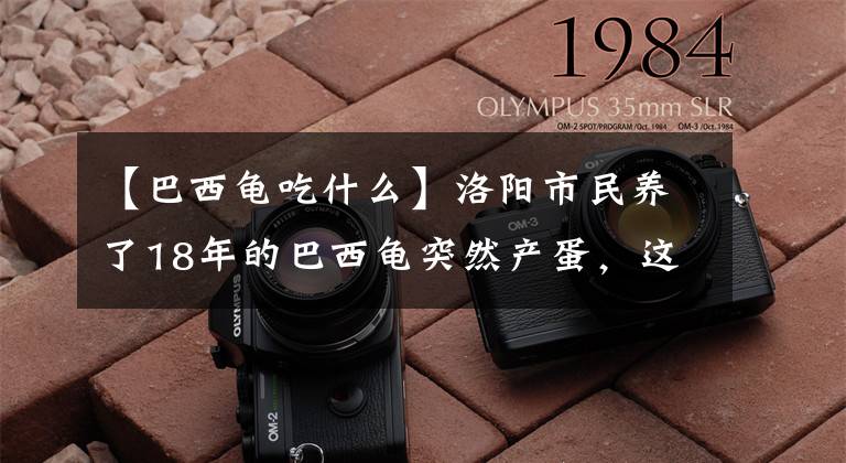 【巴西龟吃什么】洛阳市民养了18年的巴西龟突然产蛋，这些蛋能吃吗？