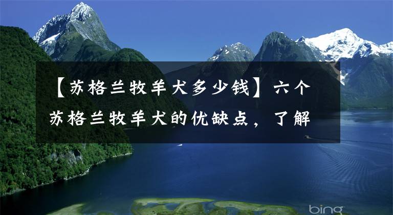 【苏格兰牧羊犬多少钱】六个苏格兰牧羊犬的优缺点，了解后你也可以拥有一支灵犬莱西