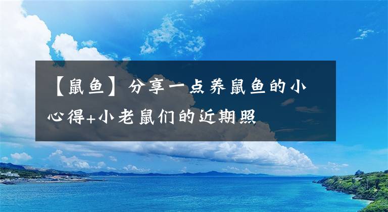 【鼠鱼】分享一点养鼠鱼的小心得+小老鼠们的近期照