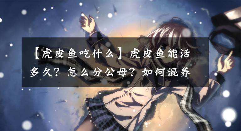 【虎皮鱼吃什么】虎皮鱼能活多久？怎么分公母？如何混养？