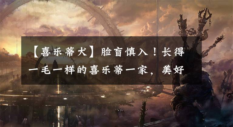 【喜乐蒂犬】脸盲慎入!长得一毛一样的喜乐蒂一家,美好得像一个童话~