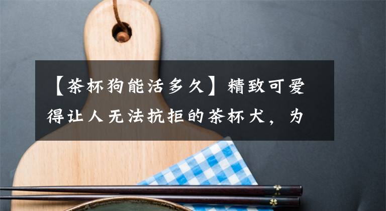 【茶杯狗能活多久】精致可爱得让人无法抗拒的茶杯犬,为什么不能养?