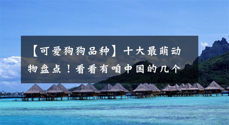 【可爱狗狗品种】十大最萌动物盘点！看看有咱中国的几个？