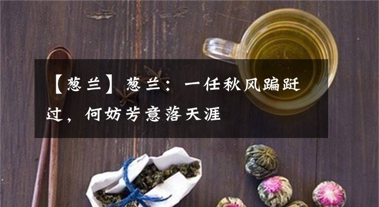 【葱兰】葱兰：一任秋风蹁跹过，何妨芳意落天涯