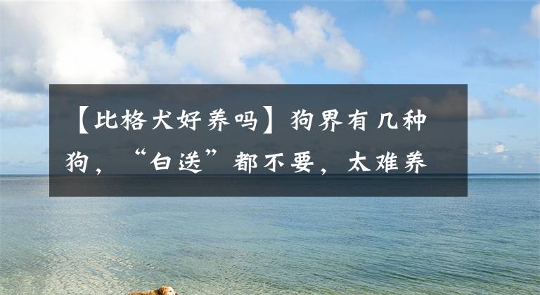 【比格犬好养吗】狗界有几种狗，“白送”都不要，太难养了