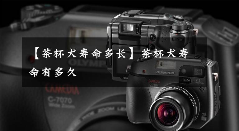 【茶杯犬寿命多长】茶杯犬寿命有多久