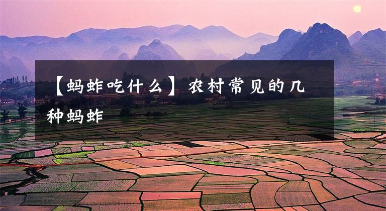 【蚂蚱吃什么】农村常见的几种蚂蚱